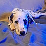 Luji participe au concours pour gagner de l'argent avec cette photo : animal, bed, black_and_white, blanket, blue_light, cozy, cute, dalmatian, dog, ears, face, fur, indoor, lying_down, nose, paw, pet, puppy, resting, spotted