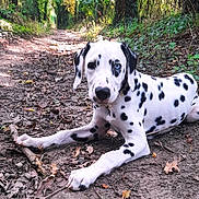 Luji a rejoint le concours — aidez-le/la à gagner de superbes lots ! animal, black_spots, blue_eye, canine, dalmatian, dog, forest, ground, leaves, lying_down, nature, outdoor, pet, puppy, stick, sunlight, trail, white, woodland, young_dog