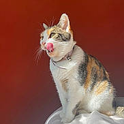 Lola participe au concours pour gagner de l'argent avec cette photo : cat, calico, pet, animal, licking, tongue, fur, sitting, collar, bell, whiskers, indoor, sunlight, closeup, cute, feline, portrait, orange_background, white_surface, playful