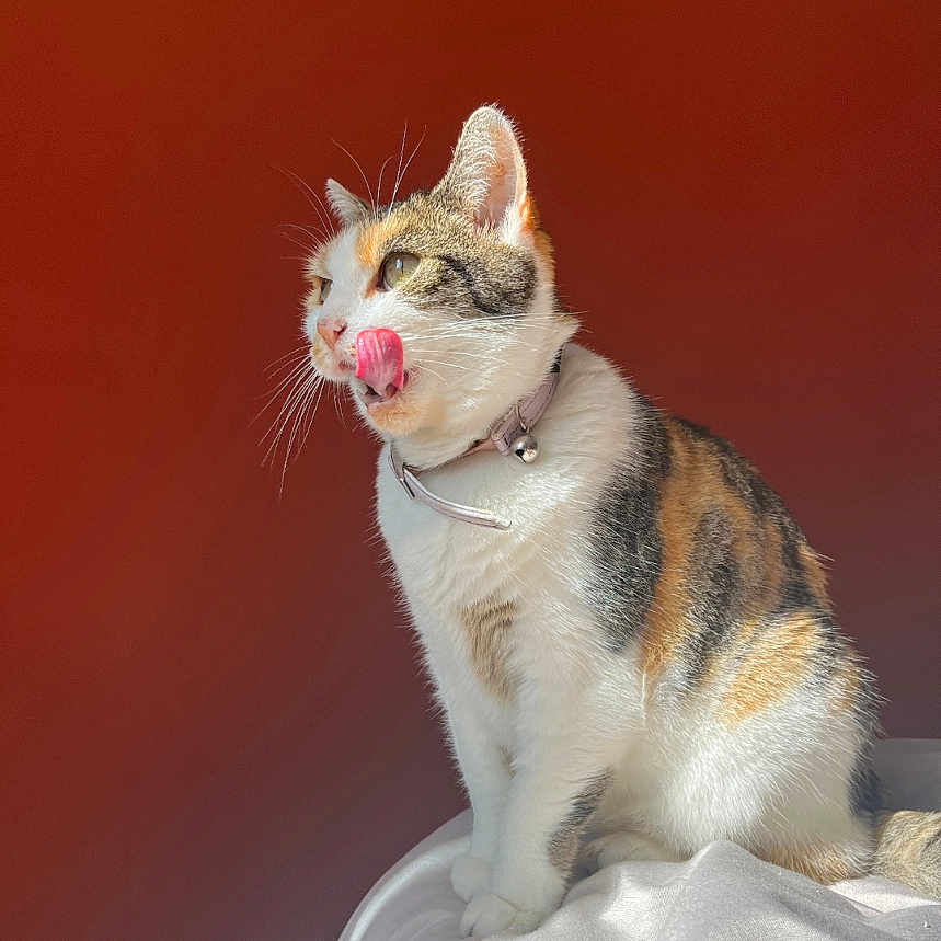 Lola participe au concours pour gagner de l'argent avec cette photo : animal, bell, calico, cat, closeup, collar, cute, feline, fur, indoor, licking, orange_background, pet, playful, portrait, sitting, sunlight, tongue, whiskers, white_surface