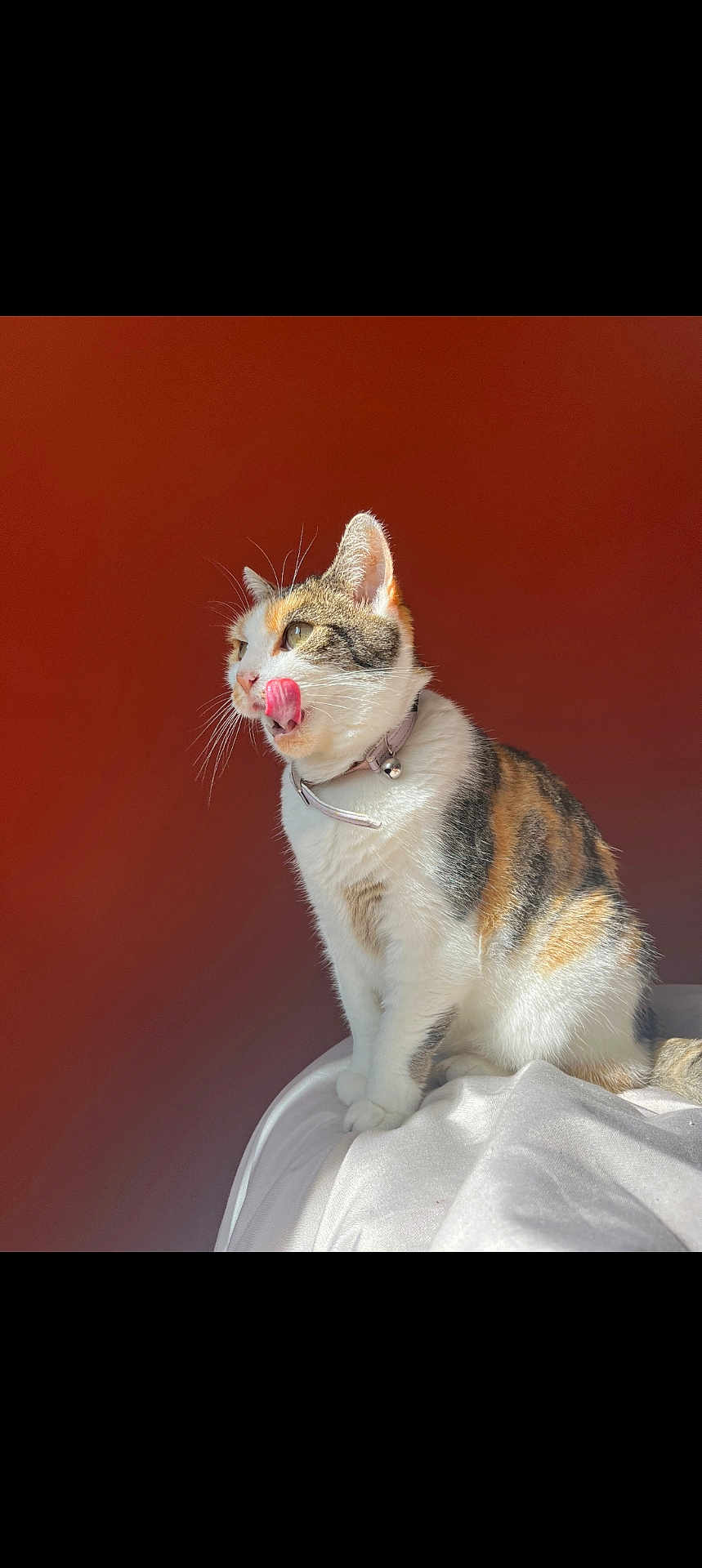 Lola