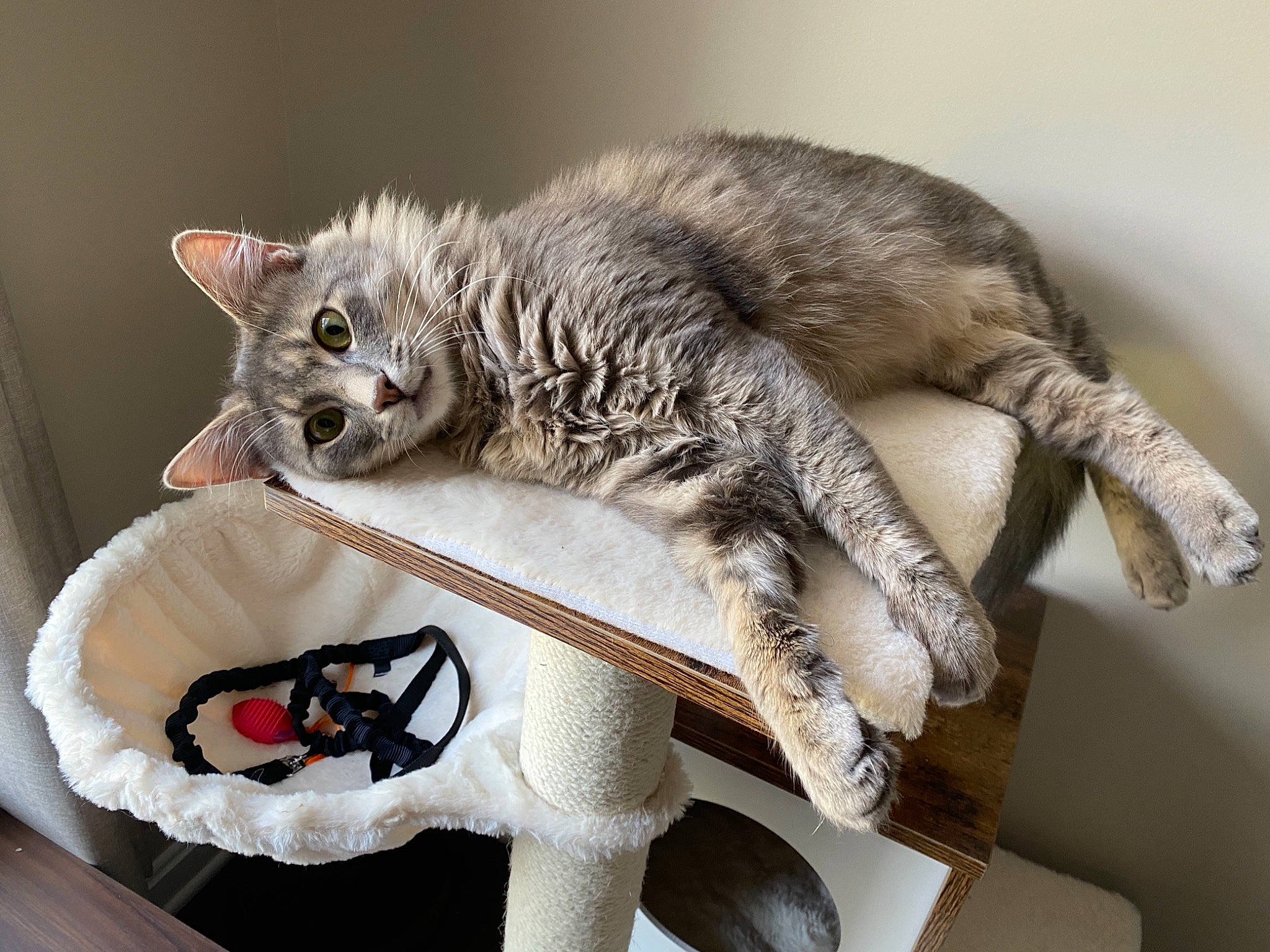 Haru is registered to the contest to win money with this photo: carnivore, cat, cat_toy, claw, comfort, domestic_short_haired_cat, felidae, fur, grey, metal, paw, pet_supply, sitting, small_to_medium_sized_cats, snout, tail, whiskers