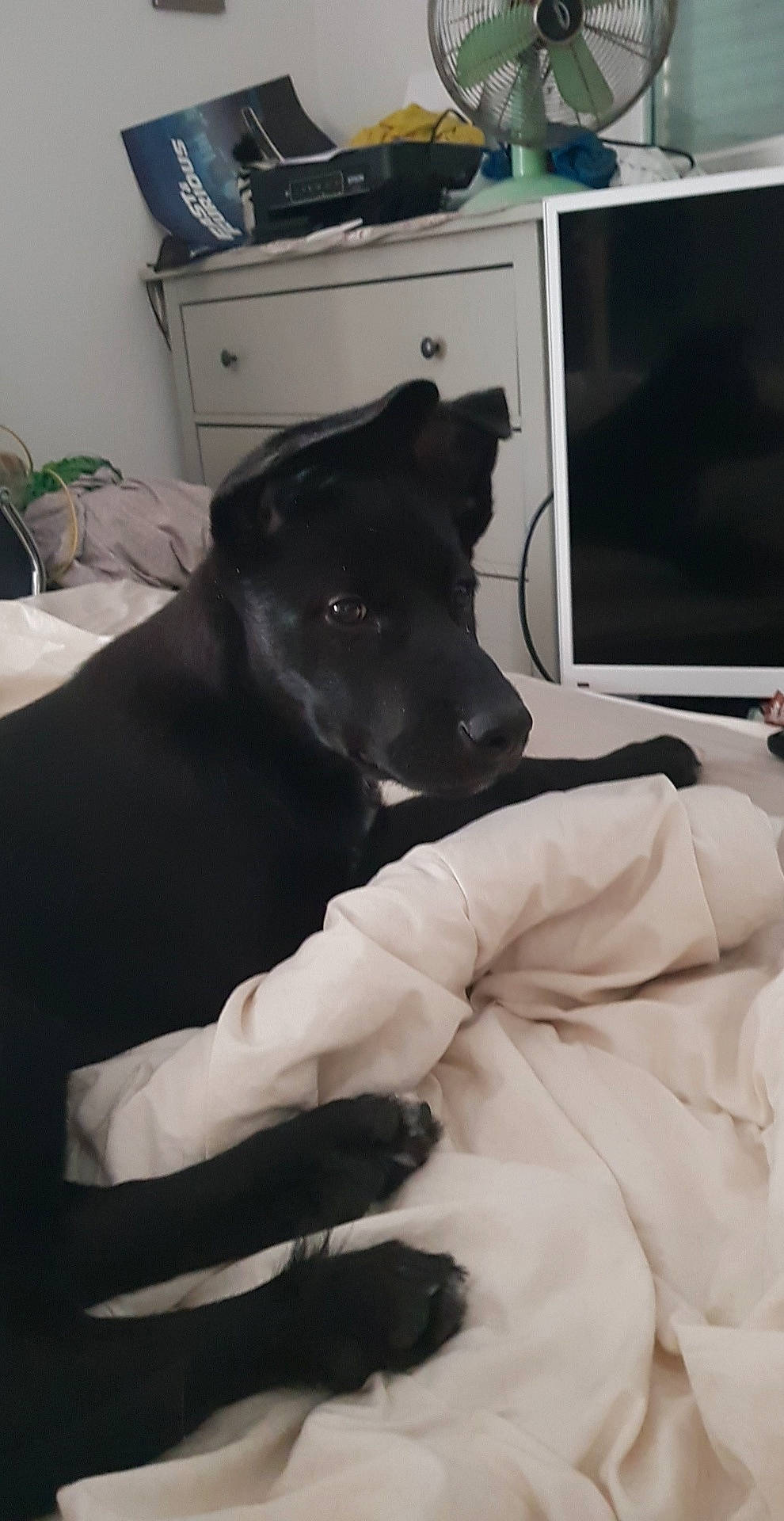 Kenaï participe au concours pour gagner de l'argent avec cette photo : black, canidae, carnivore, companion_dog, dog, dog_breed, ear, fur, guard_dog, labrador_retriever, linens, non_sporting_group, patterdale_terrier, puppy, snout, sporting_group