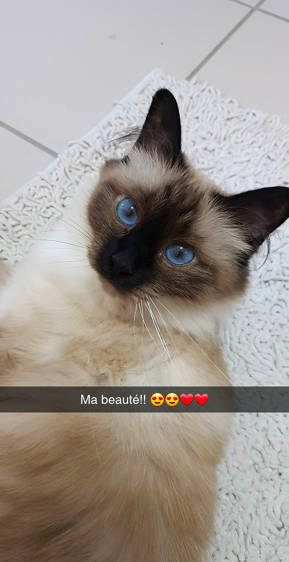 Manouchka participe au concours pour gagner de l'argent avec cette photo : balinese, birman, carnivore, cat, eye, felidae, himalayan, iris, javanese, mammal, ojos_azules, ragdoll, siamese, small_to_medium_sized_cats, snout, snowshoe, thai, tonkinese, vertebrate, whiskers