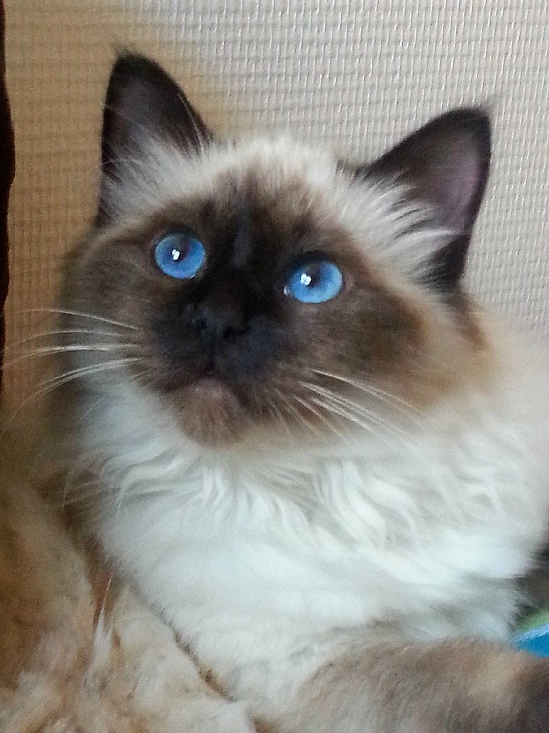 Manouchka a rejoint le concours — aidez-le/la à gagner de superbes lots ! asian_semi_longhair, balinese, birman, carnivore, cat, domestic_long_haired_cat, eye, felidae, himalayan, iris, mammal, ragdoll, siamese, small_to_medium_sized_cats, snout, snowshoe, thai, tonkinese, vertebrate, whiskers