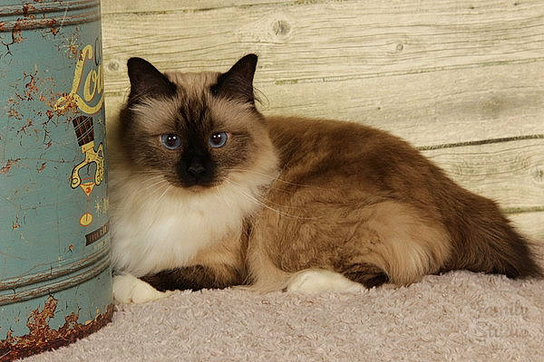 Manouchka participe au concours pour gagner de l'argent avec cette photo : asian_semi_longhair, balinese, birman, british_semi_longhair, carnivore, cat, domestic_long_haired_cat, fawn, felidae, himalayan, kitten, mammal, ojos_azules, ragdoll, siamese, small_to_medium_sized_cats, snowshoe, thai, vertebrate, whiskers