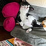 Leo is registered to the contest to win money with this photo: kitten, cat, sleeping, black_and_white, fluffy, blanket, pillow, heart_shaped, pink, gray, crochet_blanket, cozy, indoor, pet, cute, relaxed, feline, soft, resting, paw