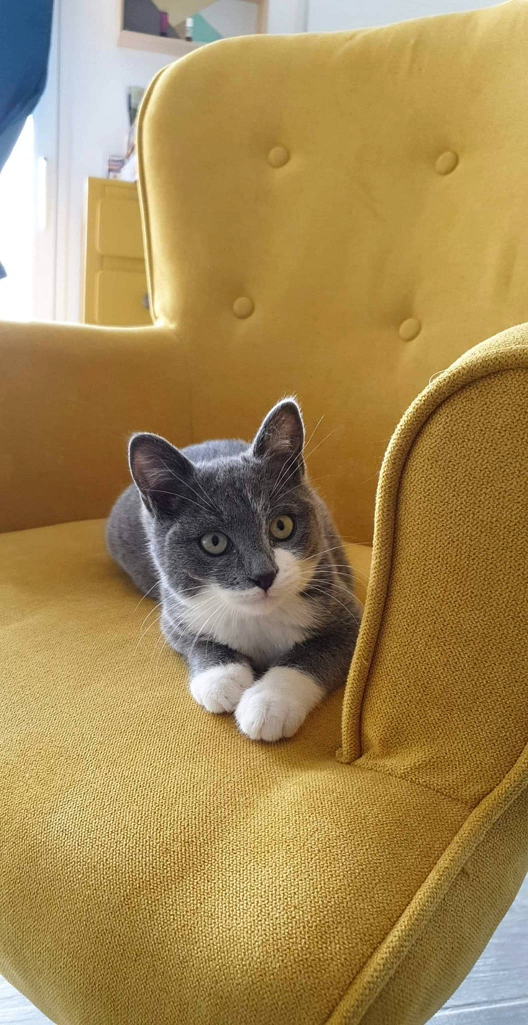 Pooki a rejoint le concours — aidez-le/la à gagner de superbes lots ! american_shorthair, american_wirehair, asian, carnivore, cat, domestic_short_haired_cat, european_shorthair, felidae, kitten, mammal, paw, polydactyl_cat, small_to_medium_sized_cats, snout, whiskers