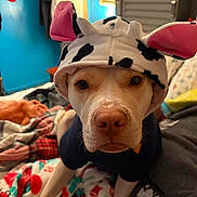 Nala Bear joined the competition — help win amazing prizes! dog, animal, pet, costume, hat, cow_pattern, bed, blanket, indoor, close_up, face, cute, fur, ears, looking, portrait, cozy, warm_lighting, room, sleepwear