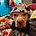 Nala Bear