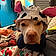 Nala Bear