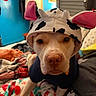 dog, animal, pet, costume, hat, cow_pattern, bed, blanket, indoor, close_up, face, cute, fur, ears, looking, portrait, cozy, warm_lighting, room, sleepwear