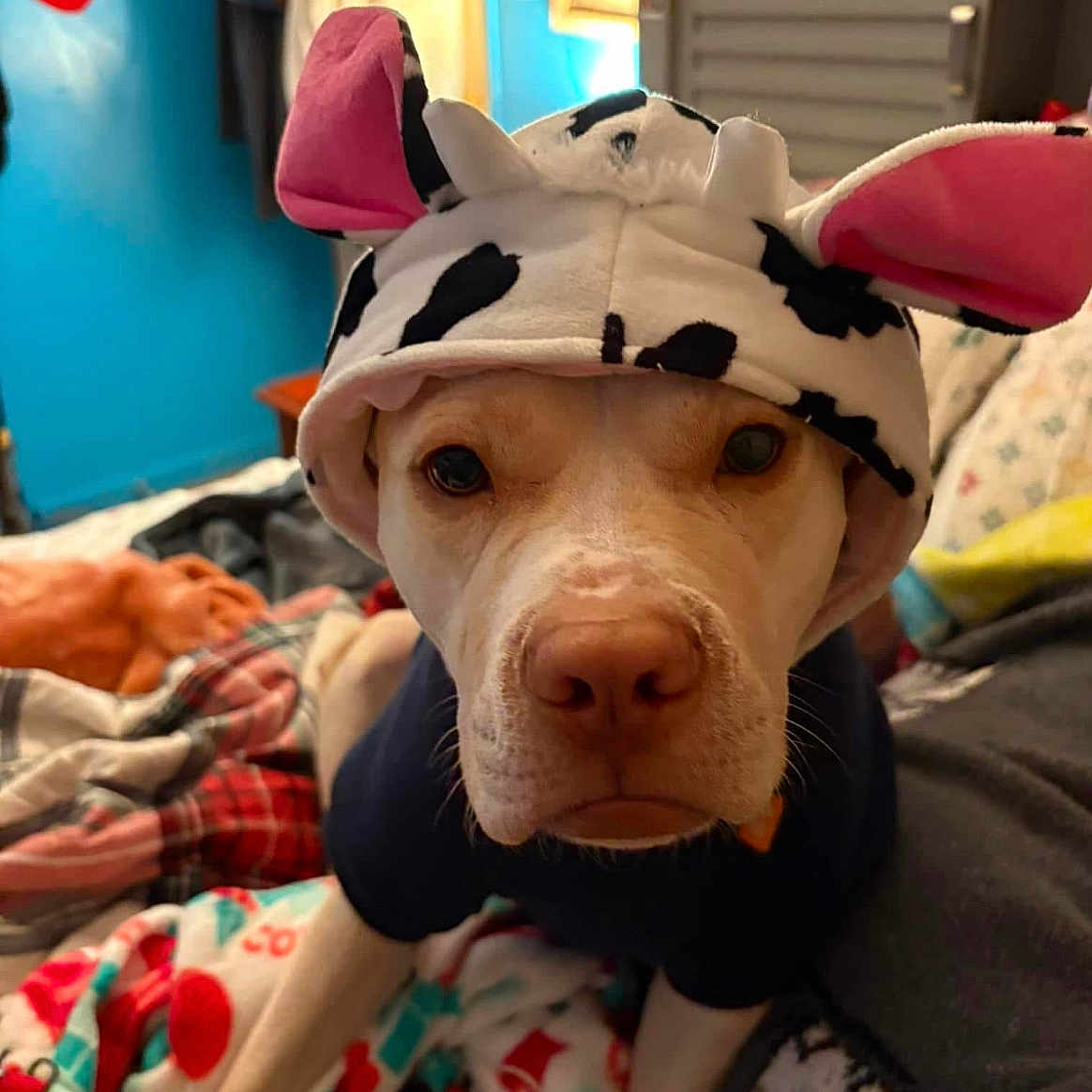 Nala Bear joined the competition — help win amazing prizes! dog, animal, pet, costume, hat, cow_pattern, bed, blanket, indoor, close_up, face, cute, fur, ears, looking, portrait, cozy, warm_lighting, room, sleepwear
