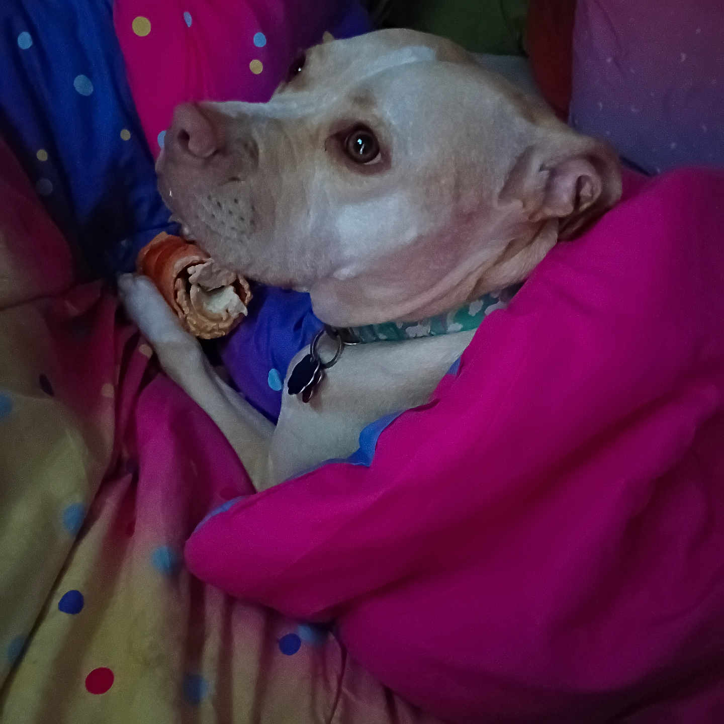 Nala