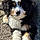 Macy