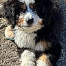 dog, puppy, bernese_mountain_dog, fluffy, tricolor, black_and_white, brown_markings, grass, outdoors, lying_down, front_paws, closeup, pet, companion_animal, adorable, furry, nose, eyes, toy, sunlight