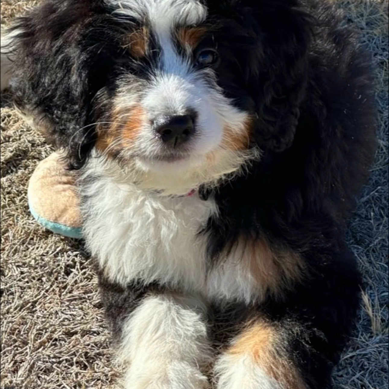 Macy is registered to the contest to win money with this photo: dog, puppy, bernese_mountain_dog, fluffy, tricolor, black_and_white, brown_markings, grass, outdoors, lying_down, front_paws, closeup, pet, companion_animal, adorable, furry, nose, eyes, toy, sunlight