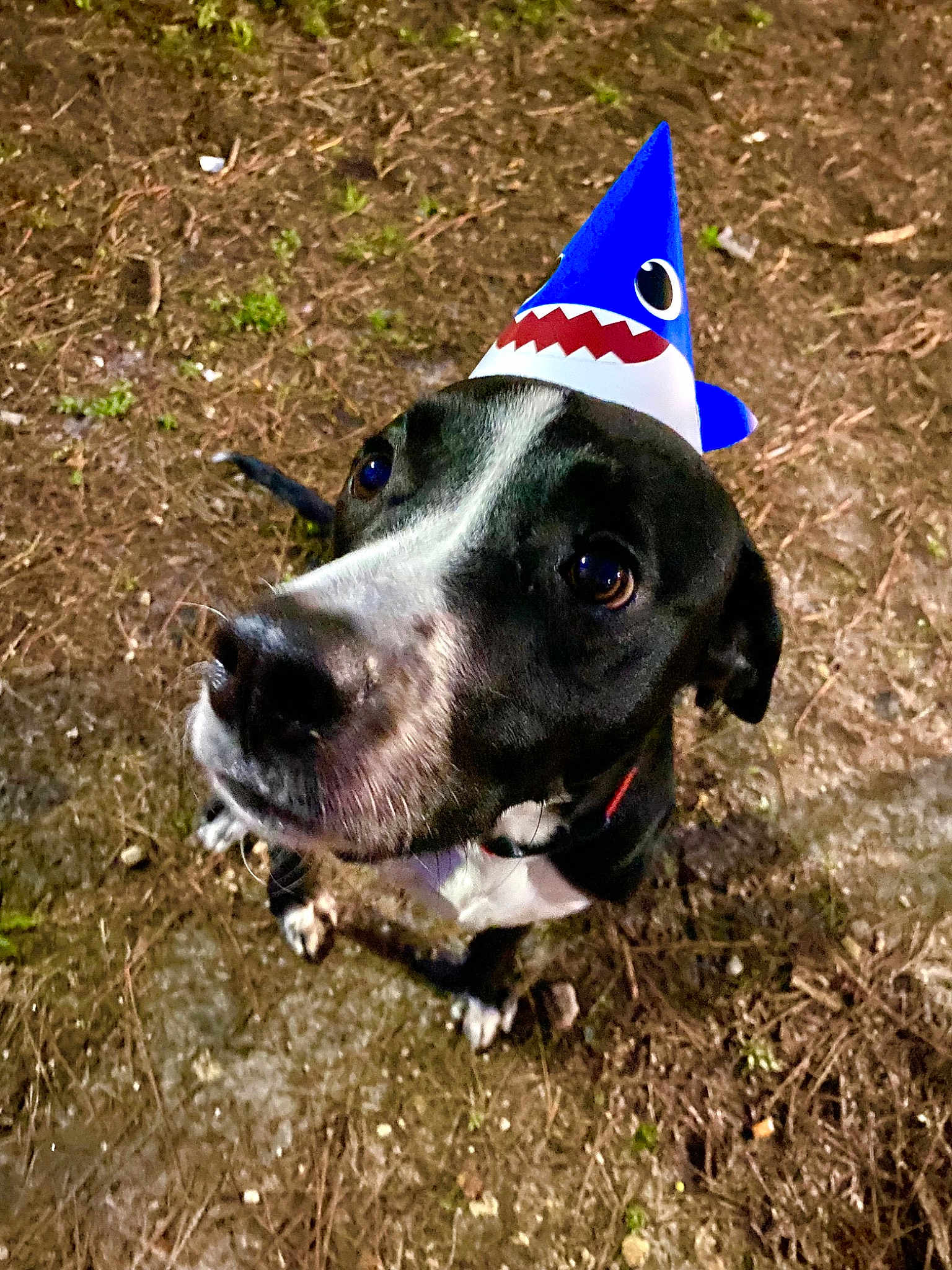 Baxter