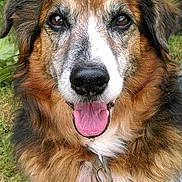 Diva participe au concours pour gagner de l'argent avec cette photo : australian_shepherd, collie, companion_dog, dog, dog_breed, dog_breed_group, dog_like_mammal, english_shepherd, fur, miniature_australian_shepherd, rare_breed_dog, rough_collie, scotch_collie, snout, street_dog, welsh_sheepdog