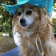 Noisette a rejoint le concours — aidez-le/la à gagner de superbes lots ! american_cocker_spaniel, companion_dog, dog, dog_breed, dog_breed_group, dog_like_mammal, english_cocker_spaniel, puppy, snout, spaniel, sporting_group