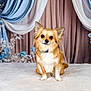 dog, chihuahua, small_dog, pet, portrait, studio, backdrop, drapery, curtain, flowers, floral, fur, sitting, eyes, paws, collar, cute, adorable, indoor, photography