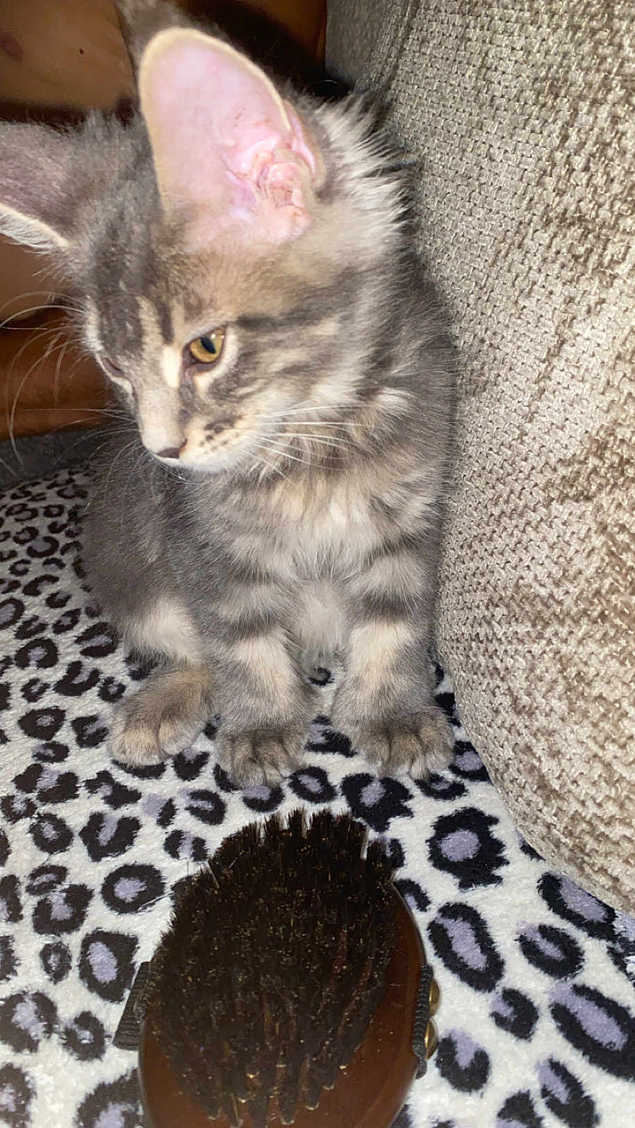 Aldo