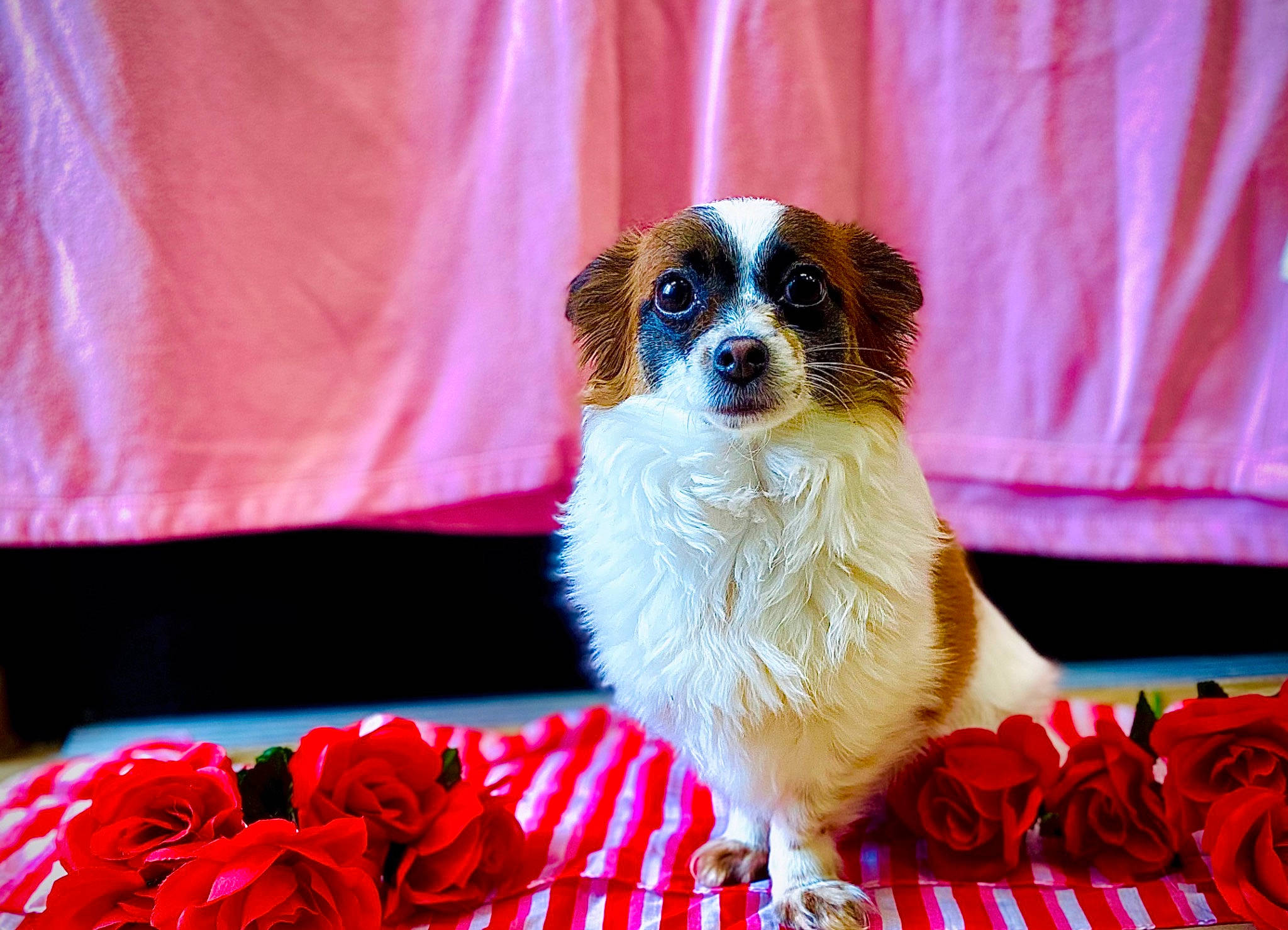 Cola is registered to the contest to win money with this photo: ancient_dog_breeds, canidae, carmine, carnivore, companion_dog, dog, dog_breed, event, fawn, flower, fur, magenta, petal, rose_family, rose_order, sporting_group, toy_dog, whiskers, working_animal, working_dog