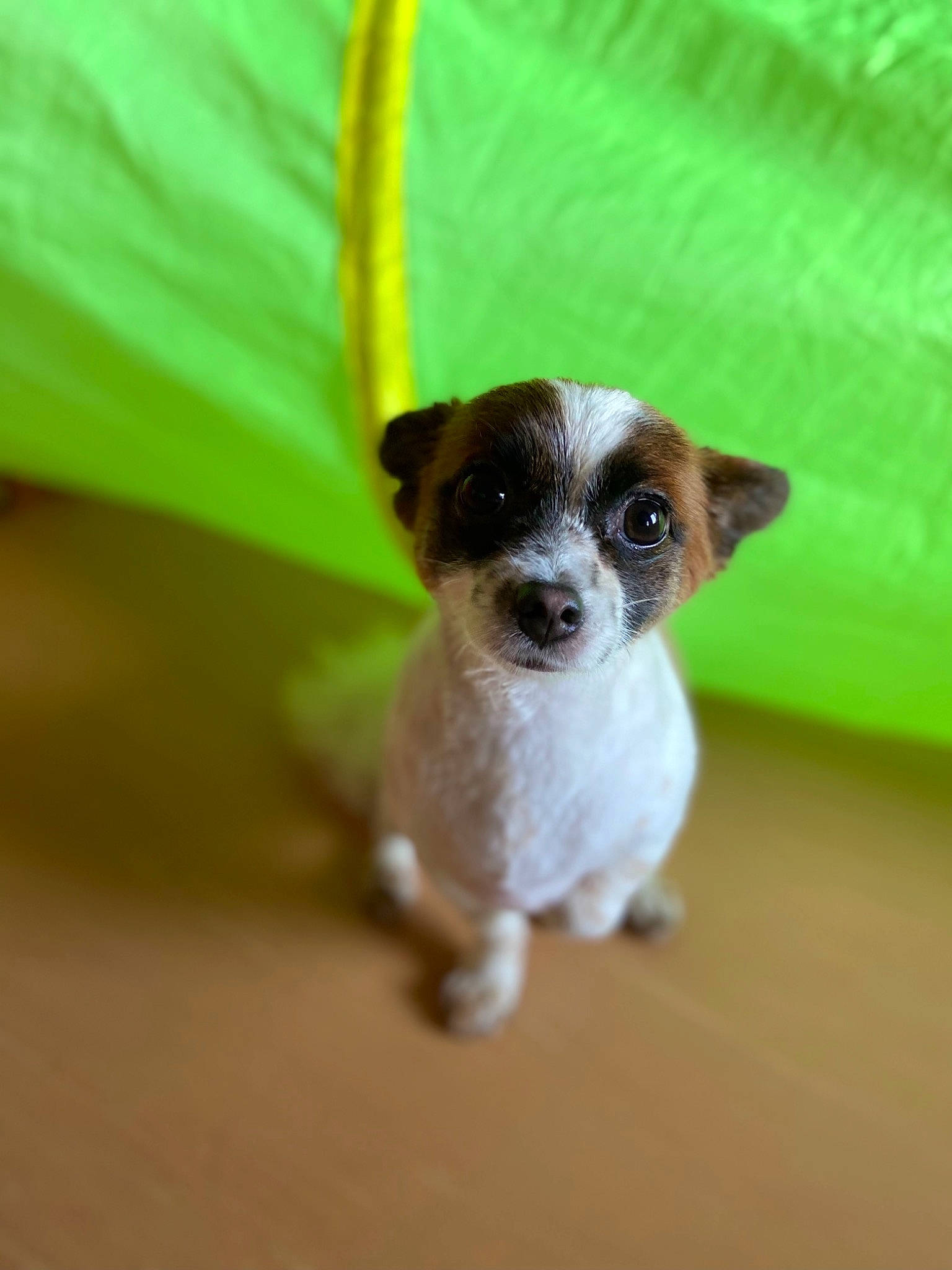 Cola is registered to the contest to win money with this photo: canidae, carnivore, chihuahua, companion_dog, dog, dog_breed, drinkware, fawn, fur, irishjacks, paw, small_terrier, snout, sporting_group, tail, terrestrial_animal, terrier, toy_dog, whiskers, working_animal