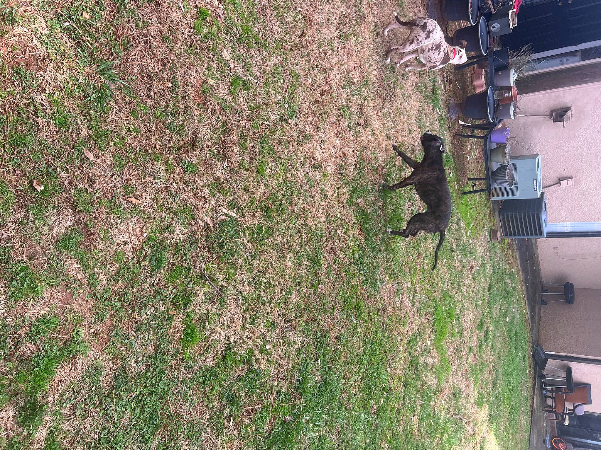 Reeses Pieces joined the competition — help win amazing prizes! adventure, aerial_photography, building, facade, garden, grass, groundcover, landscape, lawn, leisure, people_in_nature, plant, recreation, shadow, shrub, soil, suburb, tree, wood, yard