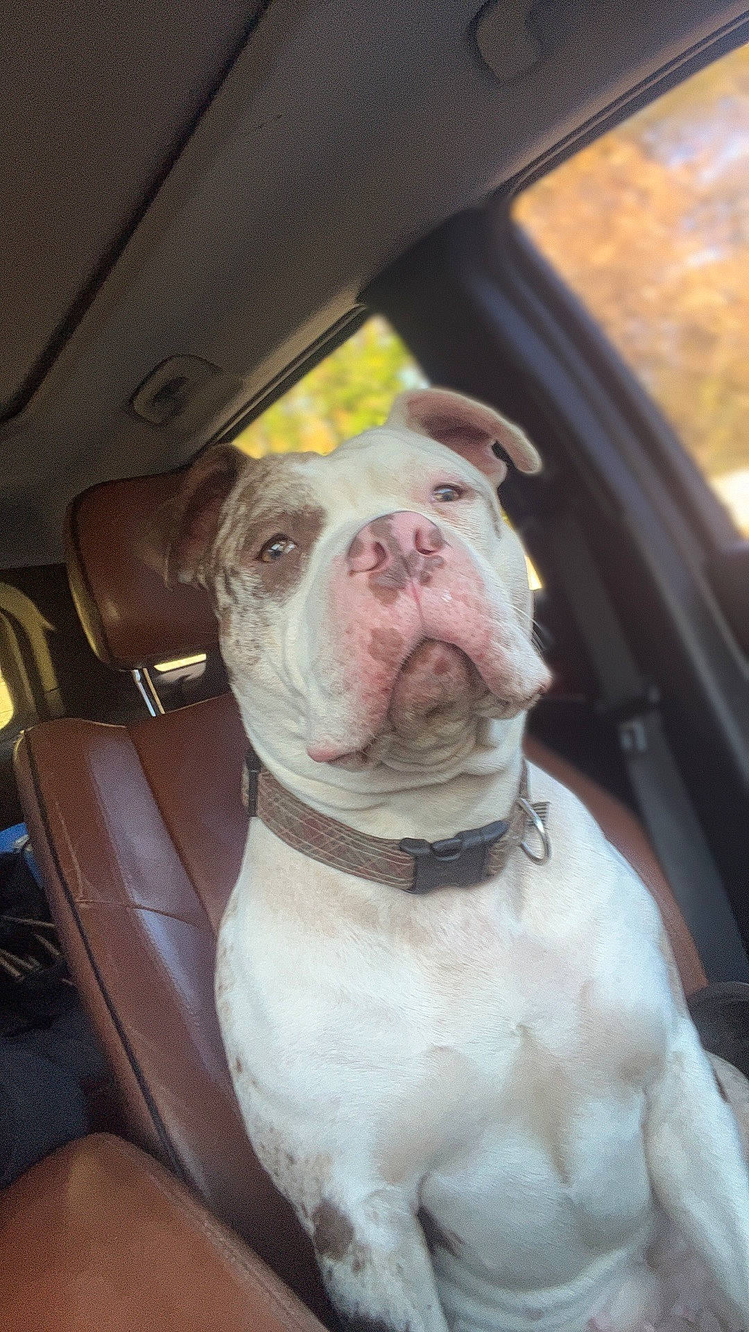 Reeses Pieces is registered to the contest to win money with this photo: bulldog, canidae, car, carnivore, collar, companion_dog, dog, dog_breed, dog_collar, fang, fawn, fur, molosser, sporting_group, vehicle, vehicle_door, whiskers, window, working_animal, wrinkle