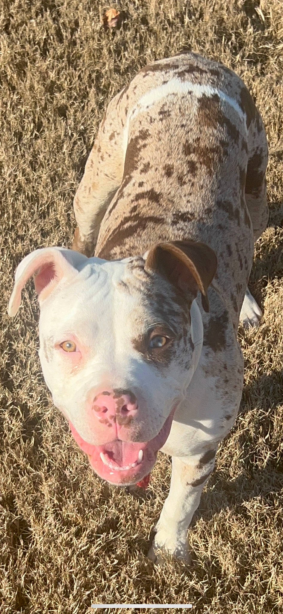 Reeses Pieces joined the competition — help win amazing prizes! canidae, carnivore, dog, dog_breed, fawn, grass, landscape, livestock, non_sporting_group, snout, soil, sporting_group, terrestrial_animal, whiskers, working_animal