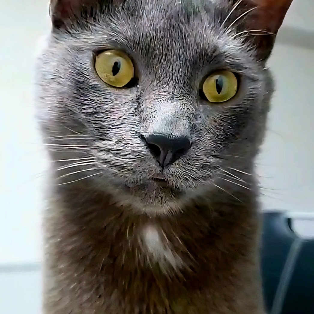 Pablo a rejoint le concours — aidez-le/la à gagner de superbes lots ! alert, animal, cat, close_up, curious, domestic_cat, ears, face, feline, fur, gray_cat, indoor, looking, mammal, pet, portrait, soft_background, whiskers, whiskers_visible, yellow_eyes