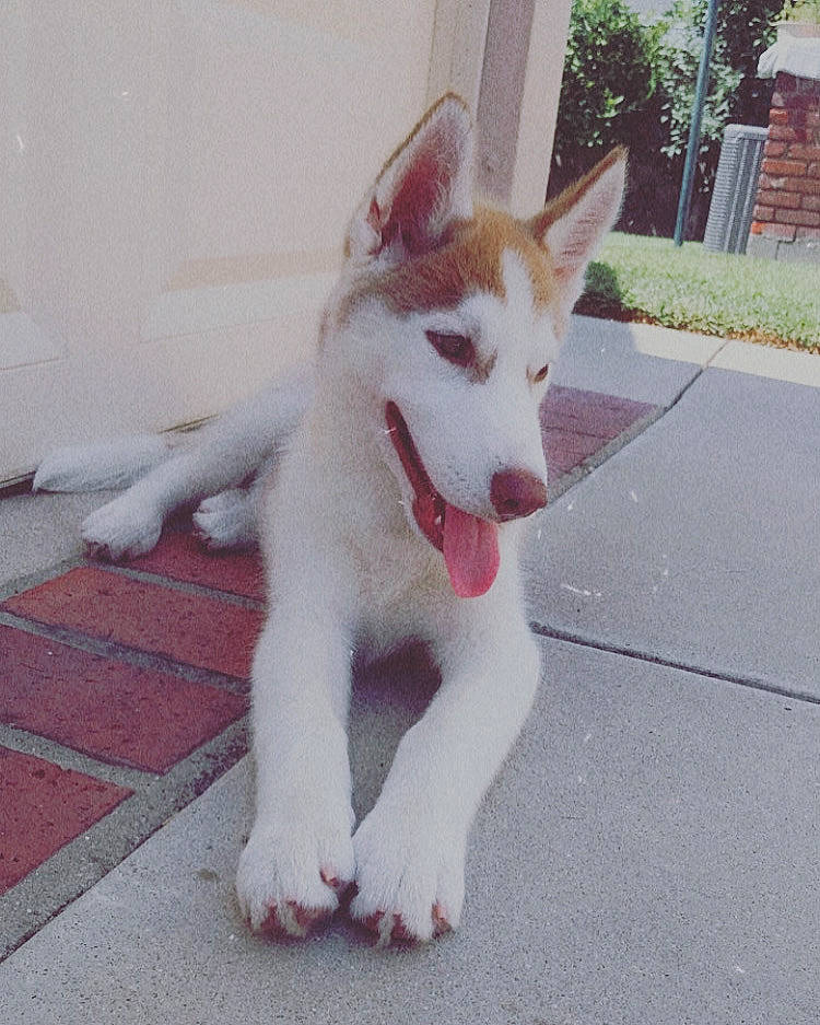 Spirit is registered to the contest to win money with this photo: ancient_dog_breeds, canidae, carnivore, collar, companion_dog, dog, dog_breed, fang, fawn, fur, jaw, plant, small_to_medium_sized_cats, snout, sporting_group, tail, terrestrial_animal, whiskers, working_animal, working_dog