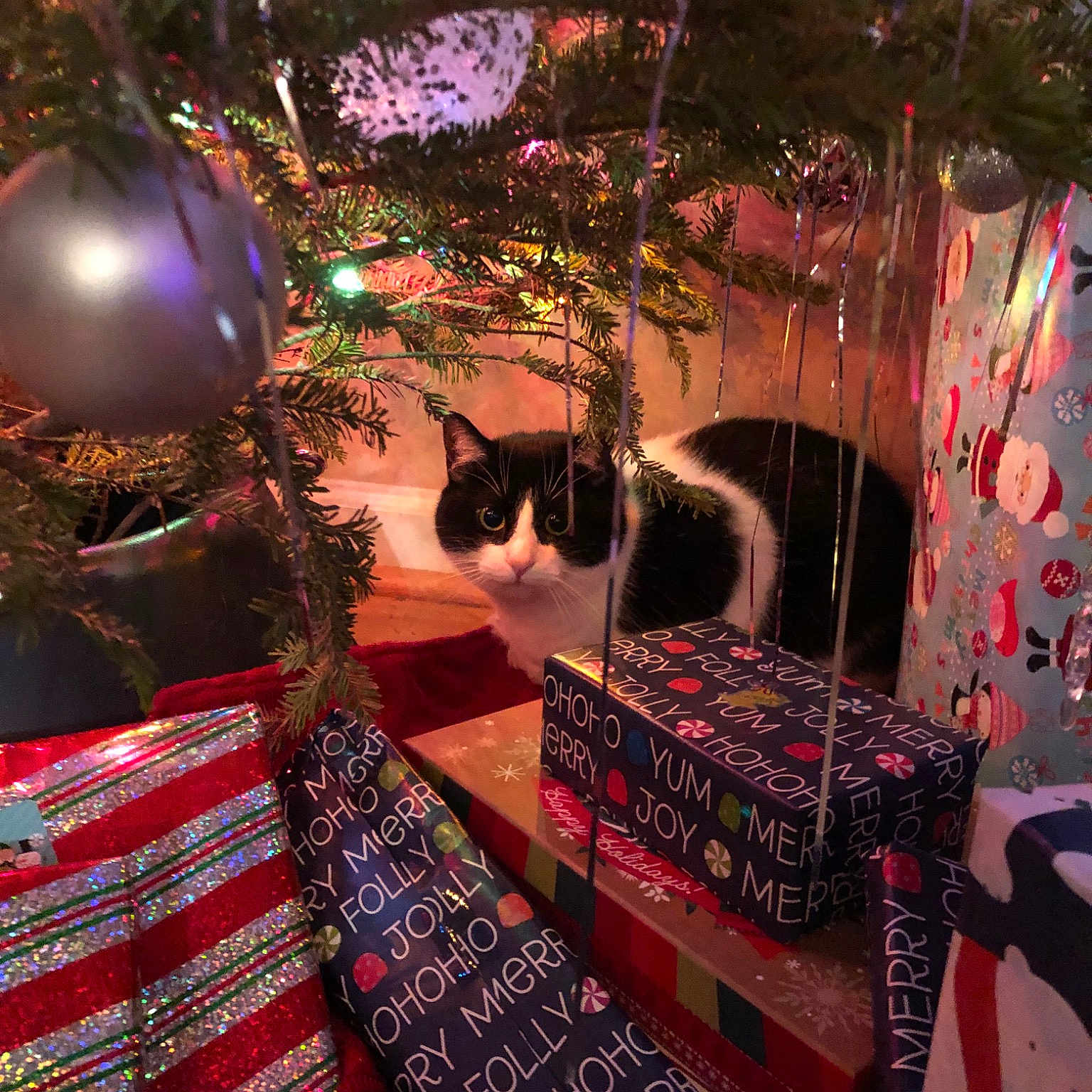 Bella joined the competition — help win amazing prizes! christmas, christmas_decoration, christmas_ornament, christmas_tree, interior_design, ornament, pink, plant, room, tree