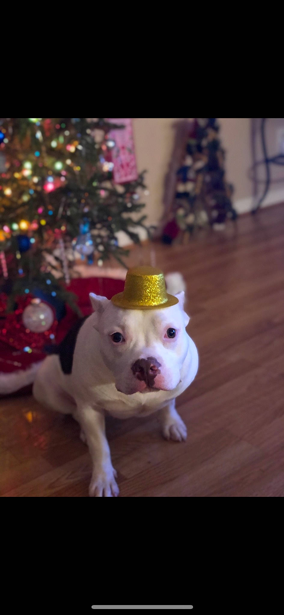 Stella is registered to the contest to win money with this photo: american_bulldog, american_pit_bull_terrier, american_staffordshire_terrier, bulldog, canidae, carnivore, companion_dog, dog, dog_breed, fawn, french_bulldog, mammal, non_sporting_group, pit_bull, puppy, rare_breed_dog, snout, toy_bulldog, vertebrate