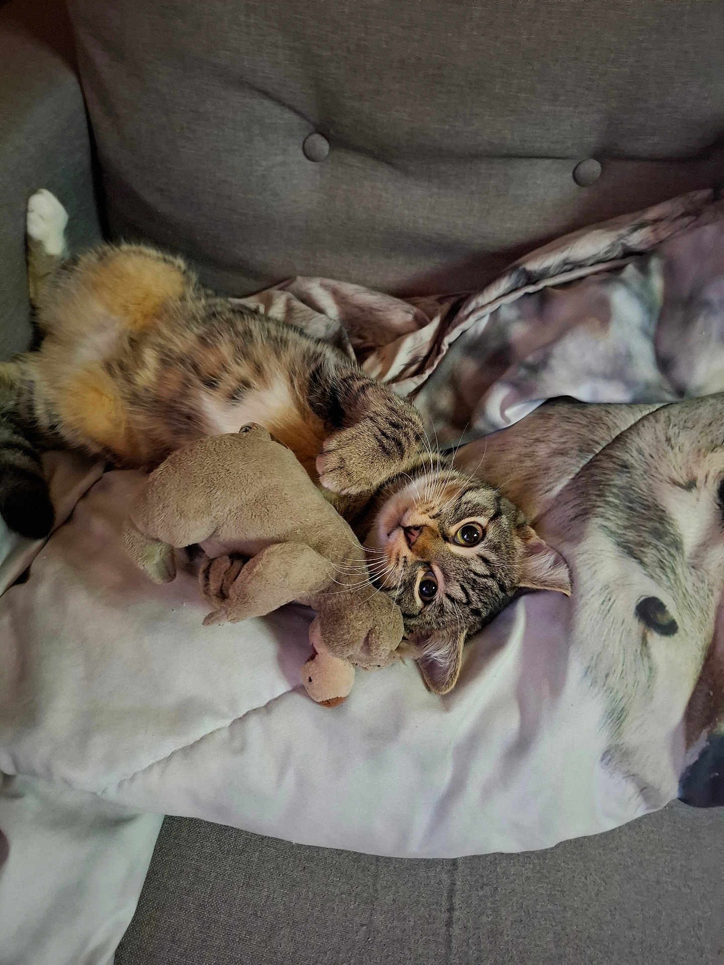 Timon participe au concours pour gagner de l'argent avec cette photo : cat, kitten, tabby, toy, stuffed_animal, couch, blanket, wolf_print, pet, playful, indoor, fur, whiskers, claws, relaxed, cute, animal, cozy, soft, resting