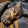 cat, tabby, sleeping, cozy, paw, fur, whiskers, blanket, indoor, cute, pet, mammal, relaxed, domestic_animal, feline, resting, closeup, soft, striped, animal