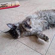 Ubanne a rejoint le concours — aidez-le/la à gagner de superbes lots ! abyssinian, accessories, angora, animal, architecture, cat, couch, furniture, hardwood, indoors, interiordesign, kitten, manx, person, pet, siamese, sleeping, strap, tile, wood
