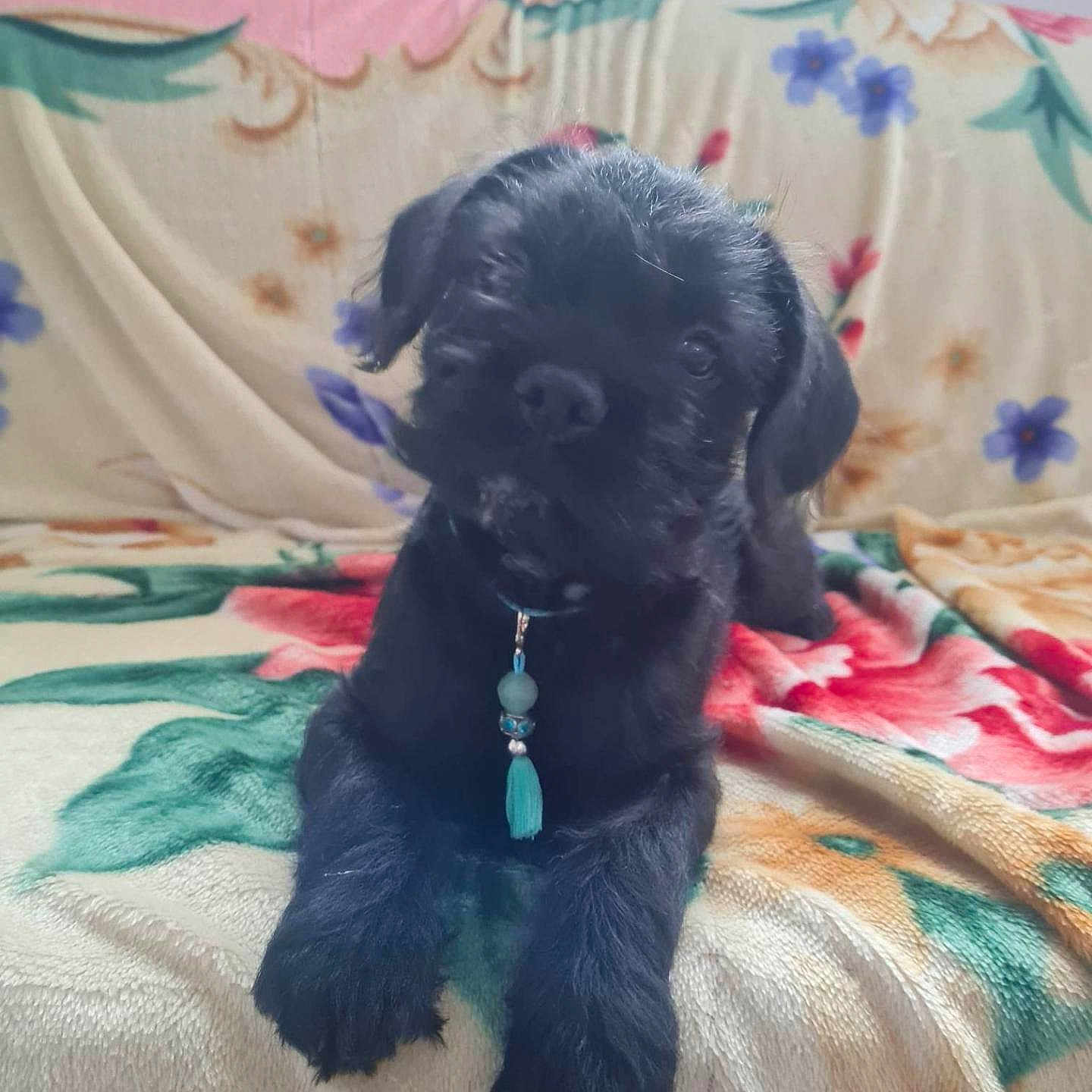 Romeo