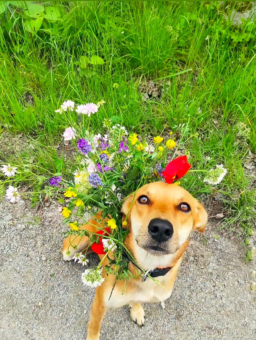 O'Ria participe au concours pour gagner de l'argent avec cette photo : annual_plant, carnivore, collar, companion_dog, dog, dog_breed, fawn, flower, garden, grass, grassland, groundcover, herbaceous_plant, landscape, petal, plant, road_surface, shrub, soil, tail