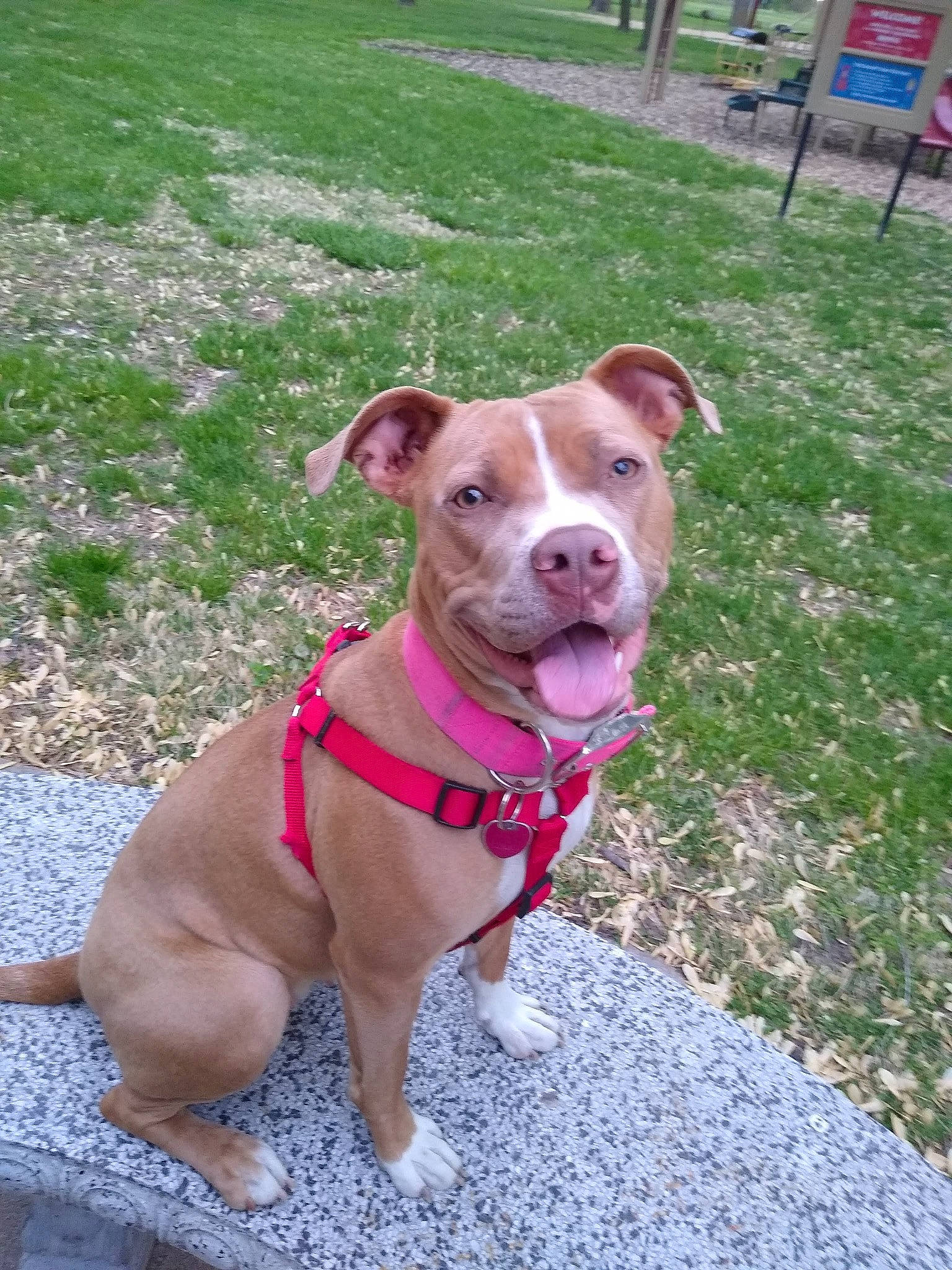 Roxie joined the competition — help win amazing prizes! art, canidae, carnivore, collar, companion_dog, dog, dog_breed, dog_collar, dog_supply, dog_walking, fashion_accessory, fawn, grass, leash, liver, pet_supply, plant, snout, sporting_group, working_animal