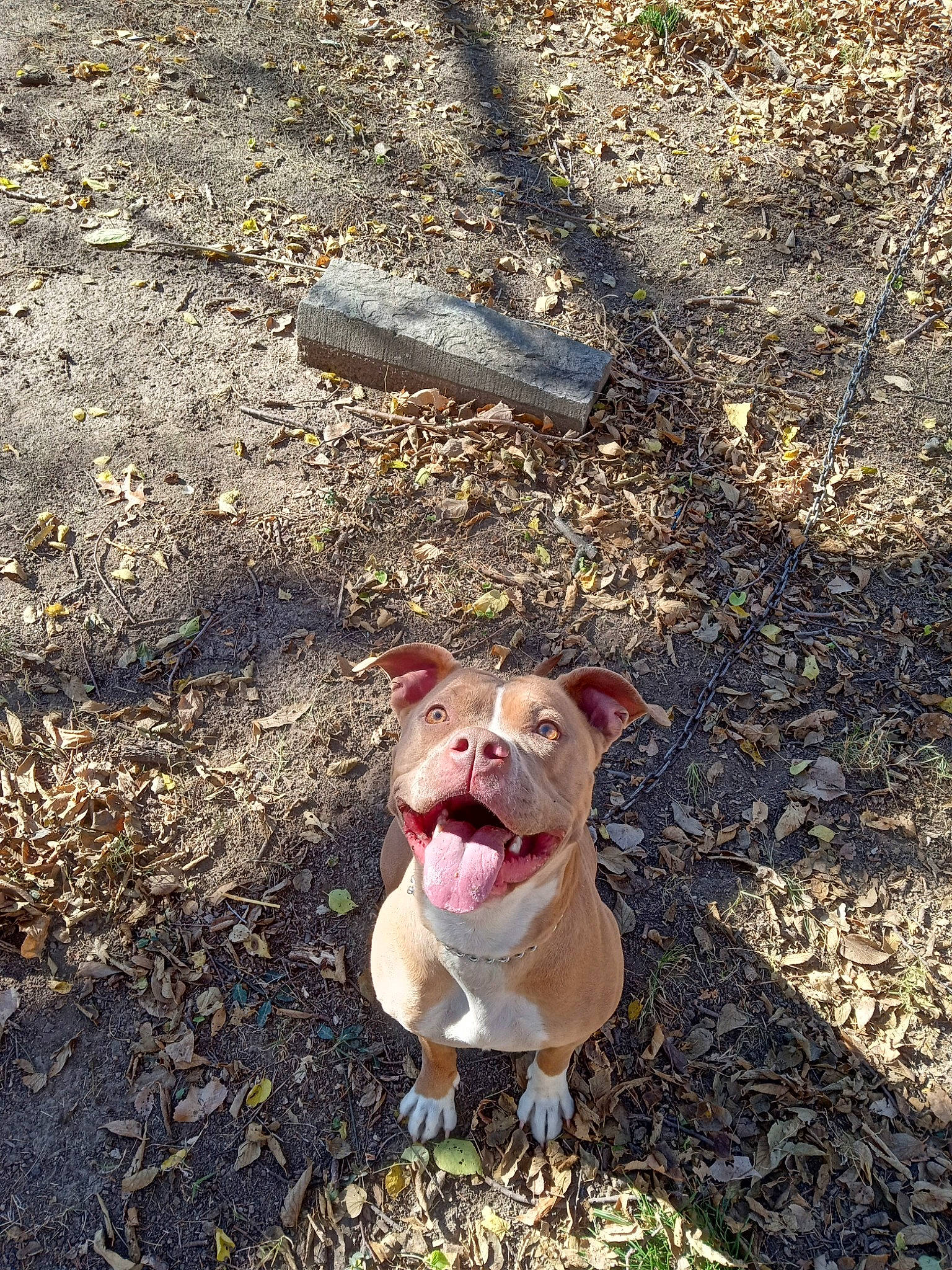 Roxie is registered to the contest to win money with this photo: asphalt, carnivore, companion_dog, dog, dog_breed, dog_collar, fang, grass, non_sporting_group, plant, road_surface, shadow, soil, tar, whiskers, yawn
