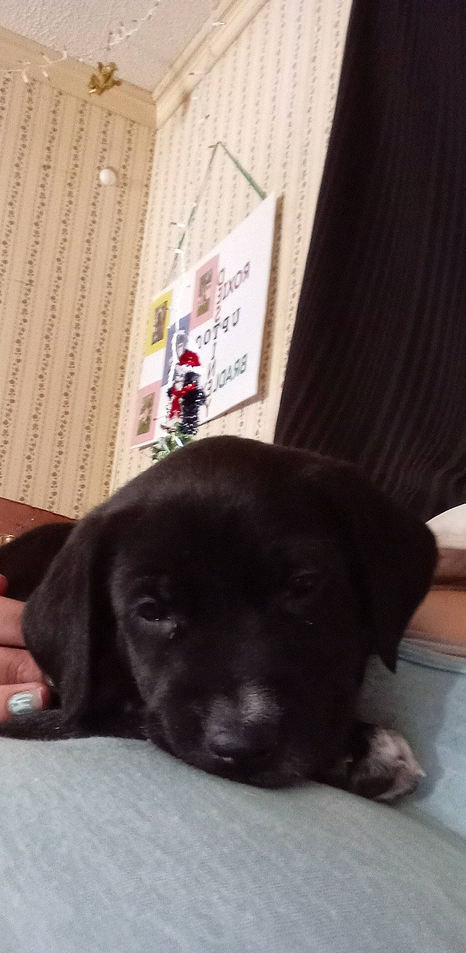 Mya joined the competition — help win amazing prizes! borador, carnivore, comfort, companion_dog, curtain, dog, dog_breed, flooring, fur, gun_dog, liver, mammal, non_sporting_group, paw, retriever, snout, sporting_group, terrestrial_animal, whiskers, working_animal