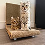 kitten, cat, pets, scratcher, fur, ears, curled_ears, wood_floor, indoor, brown, gray, striped, sitting, lying_down, cute, animal, feline, whiskers, playful, relaxed