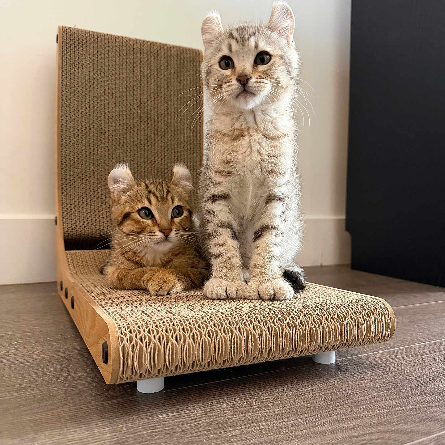 Shapire Et Onyx participe au concours pour gagner de l'argent avec cette photo : animal, brown, cat, curled_ears, cute, ears, feline, fur, gray, indoor, kitten, lying_down, pets, playful, relaxed, scratcher, sitting, striped, whiskers, wood_floor