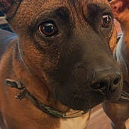 Rocky joined the competition — help win amazing prizes! dog, pet, close_up, ears, brown, collar, floor, indoor, animal, canine, portrait, looking, fur, whiskers, household, domestic, mammal, companion, friendly, curious