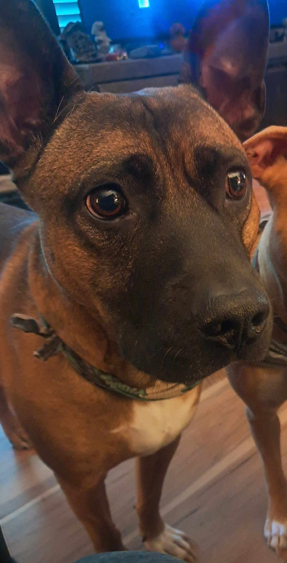 Rocky joined the competition — help win amazing prizes! dog, pet, close_up, ears, brown, collar, floor, indoor, animal, canine, portrait, looking, fur, whiskers, household, domestic, mammal, companion, friendly, curious