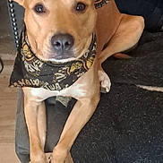 Brailey is registered to the contest to win money with this photo: dog, bandana, brown, pet, canine, fur, paws, couch, blanket, indoor, relaxed, looking, animal, companion, domestic, cute, resting, friendly, portrait, closeup