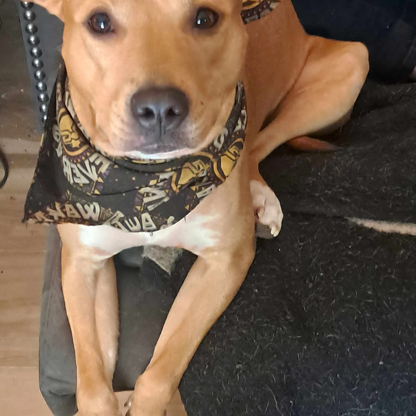 Brailey is registered to the contest to win money with this photo: animal, bandana, blanket, brown, canine, closeup, companion, couch, cute, dog, domestic, friendly, fur, indoor, looking, paws, pet, portrait, relaxed, resting