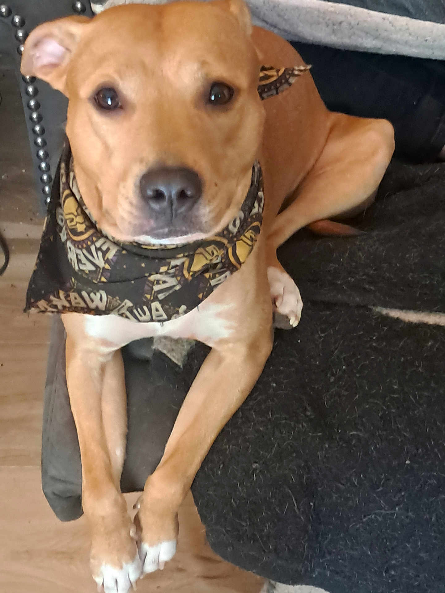 Brailey is registered to the contest to win money with this photo: dog, bandana, brown, pet, canine, fur, paws, couch, blanket, indoor, relaxed, looking, animal, companion, domestic, cute, resting, friendly, portrait, closeup